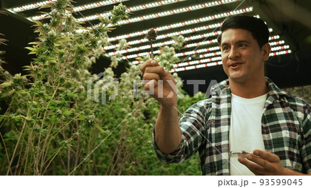 Marijuana farmer tests marijuana buds in curative marijuana farm 93599045