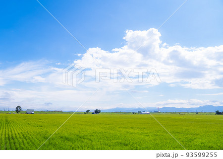 北海道の青空と平野 北海道の青空と平野 93599255