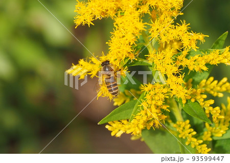 秋の雑草（セイタカアワダチソウ） 93599447