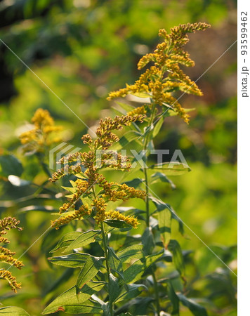 秋の雑草（セイタカアワダチソウ） 93599462
