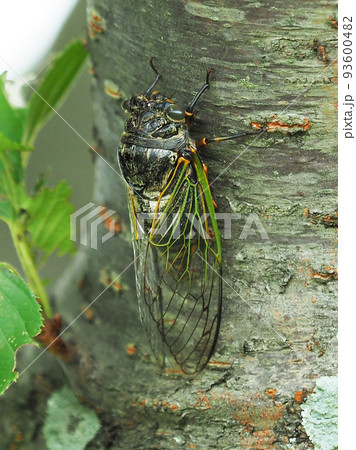 セミ(クマゼミ:夏休みなど夏のイメージに) セミ(クマゼミ:夏休みなど夏のイメージに) 93600482
