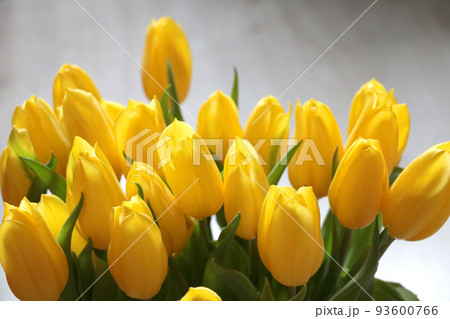 Beautiful bright yellow bouquet of flowering tulips in a vase. 93600766