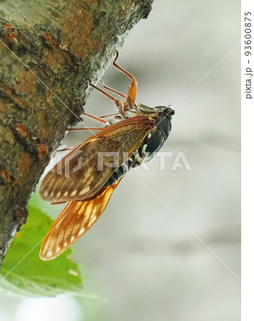 セミ（アブラゼミ：夏休みイメージなどに） 93600875