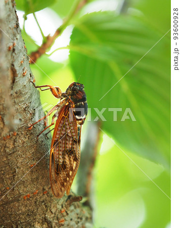 セミ（アブラゼミ：夏休みイメージなどに） 93600928