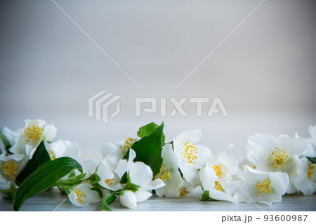 Wooden background with blooming white jasmine and empty space Wooden background with blooming white jasmine and empty space 93600987
