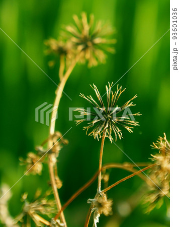 コセンダングサ（ひっつき虫） 93601036