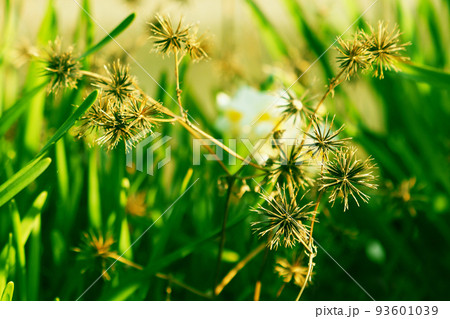 コセンダングサ（ひっつき虫） 93601039