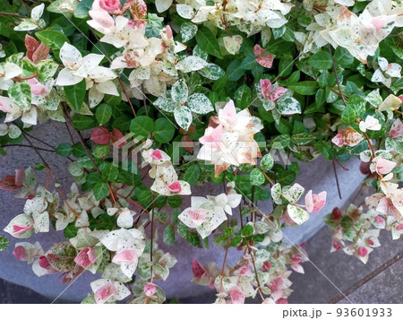 植物の織り成す優しい色の演出 植物の織り成す優しい色の演出 93601933