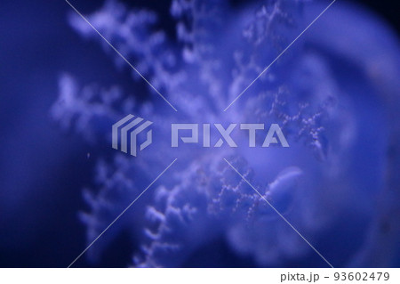 青白いクラゲの触手 青白いクラゲの触手 93602479