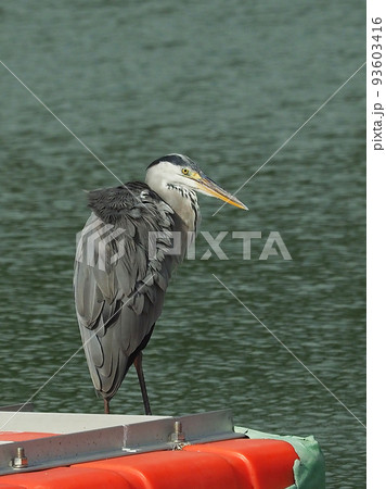 アオサギ(Ardea cinerea) アオサギ(Ardea cinerea) 93603416