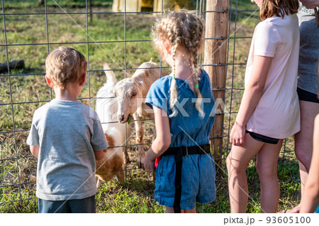 Children feeding grass to fenced goats at a petting zoo 93605100