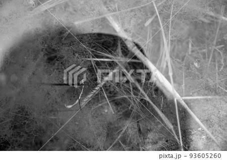 Selective focus on a section of a water scorpion insect just below the water surface.  93605260