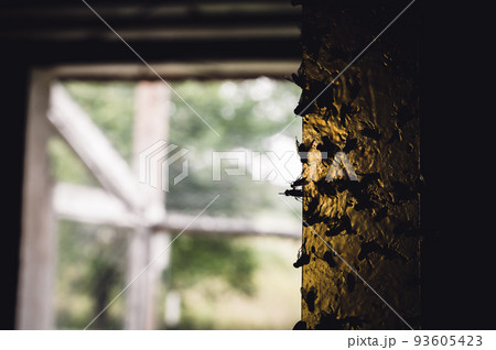 Strip of yellow sticky fly paper covered with insects. Strip of yellow sticky fly paper covered with insects. 93605423