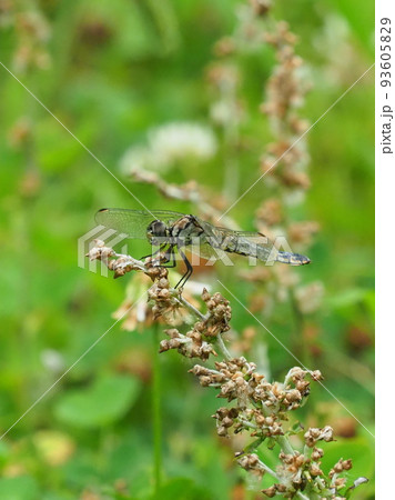 とんぼ（シオカラトンボのメス） 93605829