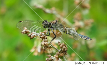 とんぼ（シオカラトンボのメス） 93605831