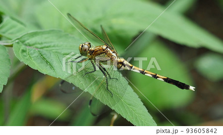 とんぼ(シオカラトンボのメス) とんぼ(シオカラトンボのメス) 93605842