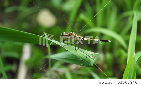 とんぼ（シオカラトンボのメス） 93605846