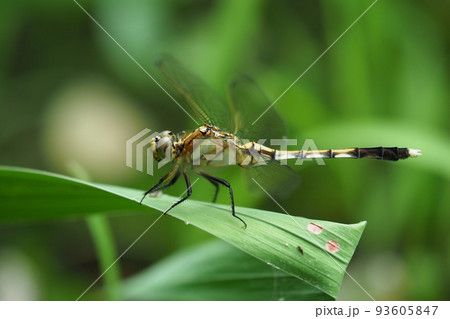 とんぼ（シオカラトンボのメス） 93605847