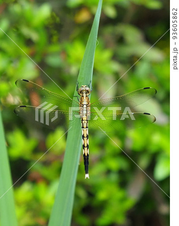 とんぼ（シオカラトンボのメス） 93605862