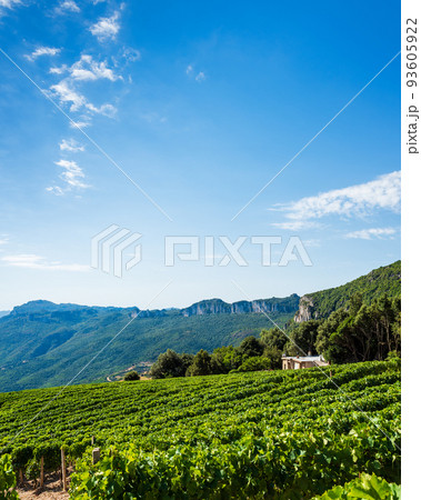 Cultivation of a vineyard in the mountains. Agriculture. Cultivation of a vineyard in the mountains. Agriculture. 93605922