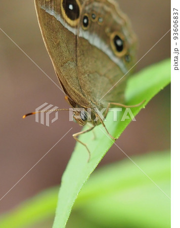 ジャノメチョウ（コジャノメ） 93606837