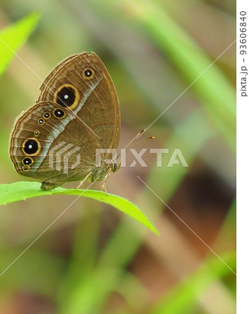 ジャノメチョウ(コジャノメ) ジャノメチョウ(コジャノメ) 93606840