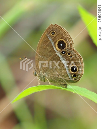 ジャノメチョウ（コジャノメ） 93606841