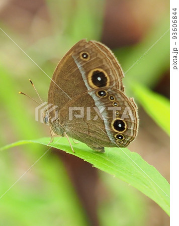 ジャノメチョウ(コジャノメ) ジャノメチョウ(コジャノメ) 93606844