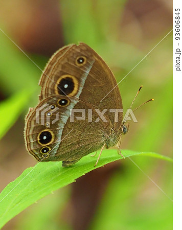 ジャノメチョウ(コジャノメ) ジャノメチョウ(コジャノメ) 93606845