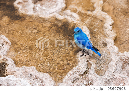 Small Colorful Bird at Hot Spring Landscape with unique ground formation. Small Colorful Bird at Hot Spring Landscape with unique ground formation. 93607908