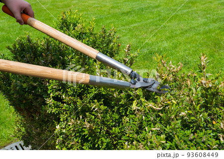 A gardener cutting bushes with scissors at the nature background. Spring and summer work in the garden. 93608449