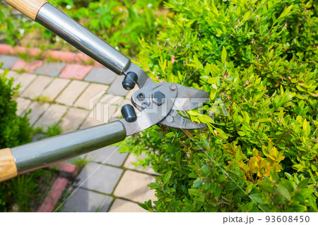 A man working with garden shears on bushes on a sunny day. Garden work. A man working with garden shears on bushes on a sunny day. Garden work. 93608450