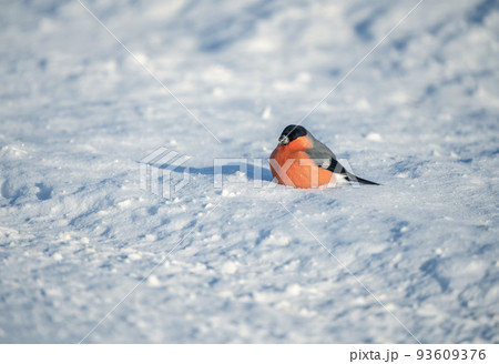 a bright red bullfinch bird sits buried in the snow on a snowy field on a sunny frosty day a bright red bullfinch bird sits buried in the snow on a snowy field on a sunny frosty day 93609376
