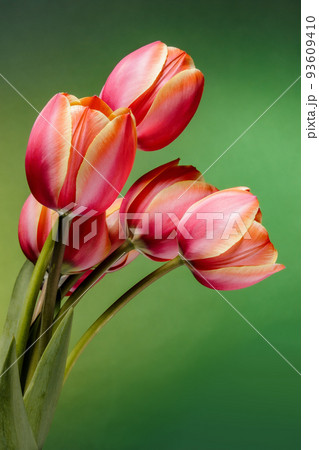Bouquet of beautiful tulips red and yellow coloring on a background in green tones Bouquet of beautiful tulips red and yellow coloring on a background in green tones 93609410