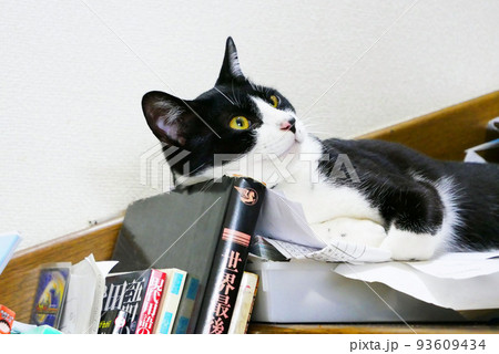 本を枕にする猫 本を枕にする猫 93609434