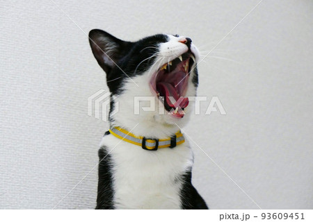 口を大きく開ける猫(目つぶり) 口を大きく開ける猫(目つぶり) 93609451
