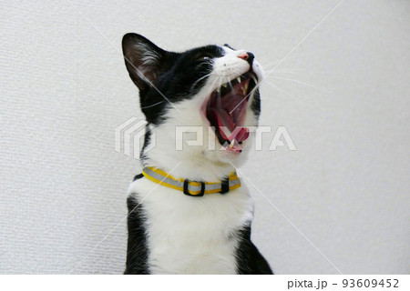 口を大きく開ける猫 口を大きく開ける猫 93609452