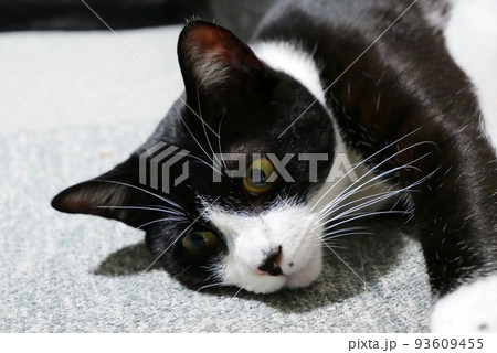 絨毯の上で寝そべる猫 絨毯の上で寝そべる猫 93609455