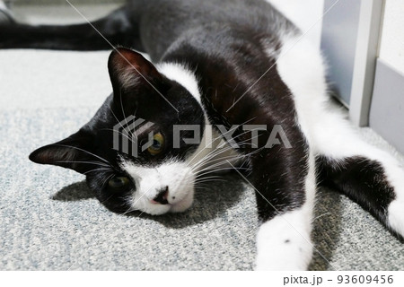 絨毯の上で寝そべる猫 絨毯の上で寝そべる猫 93609456