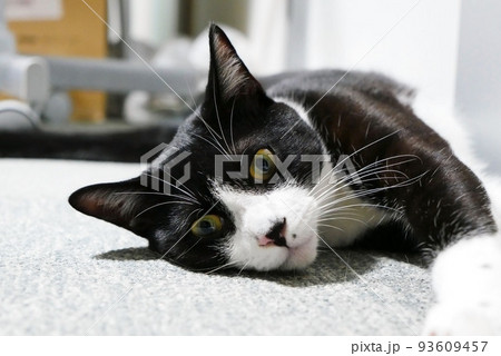 絨毯の上で寝そべる猫 絨毯の上で寝そべる猫 93609457