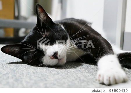 絨毯の上で寝そべる猫 絨毯の上で寝そべる猫 93609459