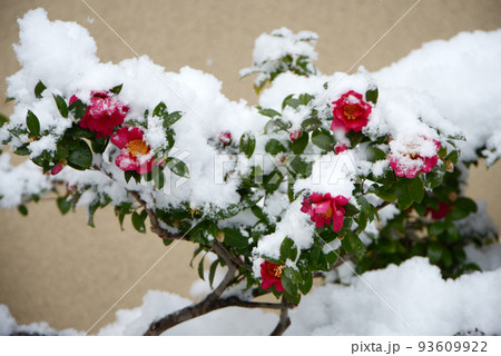 雪の清水寺　参道の寒椿　京都市東山区 93609922