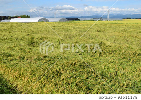 風水害の被害にあった稲穂 93611178