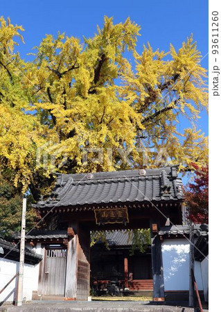 阿蘇市　明行寺の山門と銀杏 93611260