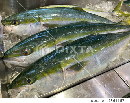 イナダの刺身 出世魚 イナダの刺身 出世魚 93611674