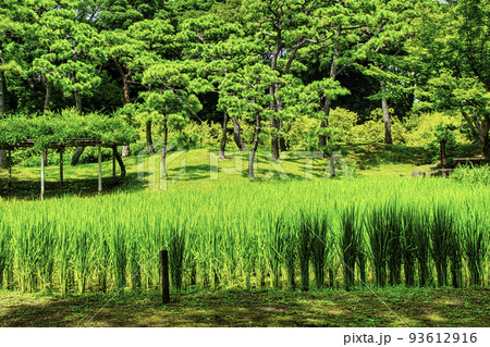 東京都 小石川後楽園 稲田 東京都 小石川後楽園 稲田 93612916