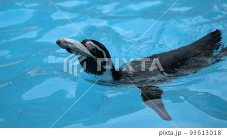 ペンギンのモグモグタイム ペンギンのモグモグタイム 93613018