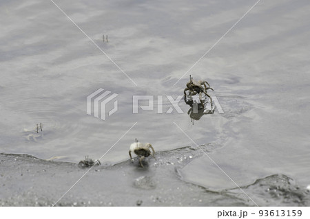 ヤマトオサガニ ヤマトオサガニ 93613159