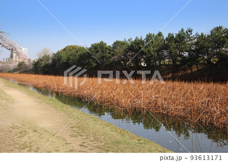 福岡市の舞鶴公園のお堀風景 93613171