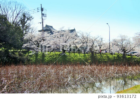 福岡市の舞鶴公園のお堀風景 福岡市の舞鶴公園のお堀風景 93613172